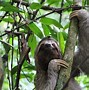 Stranded Sloth Bahasa Indonesia